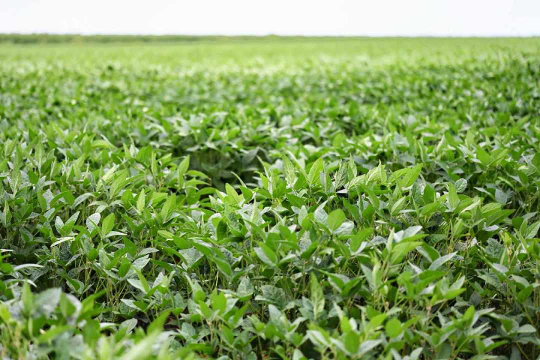 豆油盘面冲高8.8%,库存堆了35%,出厂价不涨反跌:北大仓粮油涨价的链条断在哪两处?我把本周的账算完