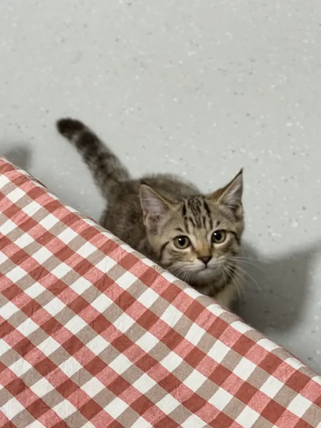 狸花猫上限22、下限12:对完12组“猫咪寿命排行榜”,最大的十年差出在同一只猫的图表之间