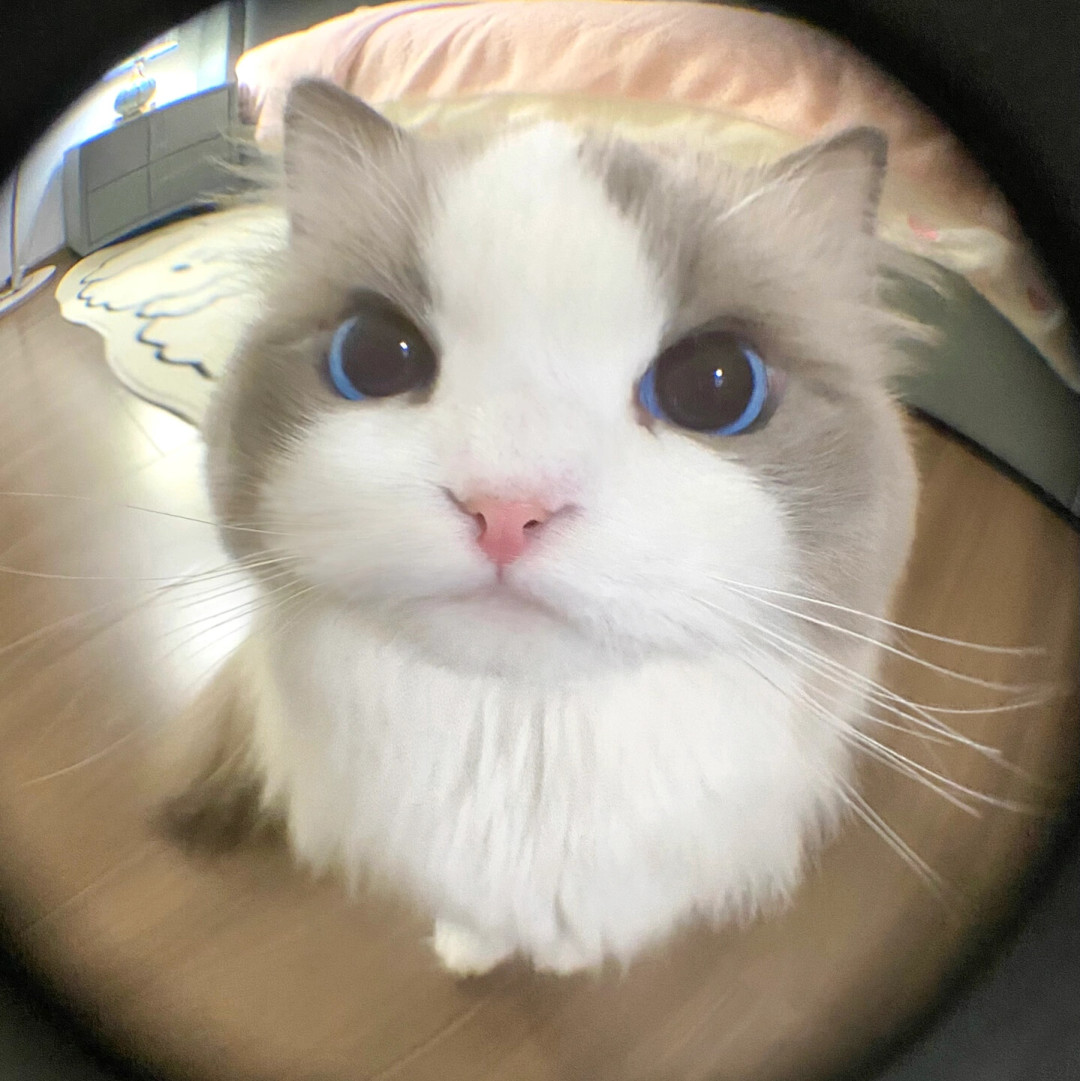 狸花猫上限22、下限12:对完12组“猫咪寿命排行榜”,最大的十年差出在同一只猫的图表之间