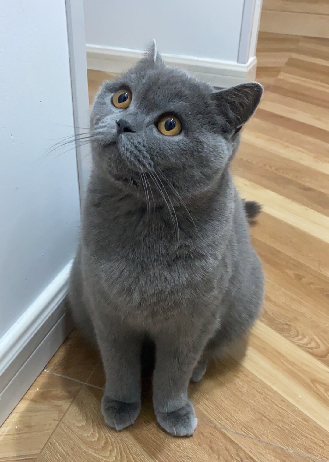 狸花猫上限22、下限12:对完12组“猫咪寿命排行榜”,最大的十年差出在同一只猫的图表之间