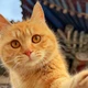「猫寿命排行」还在被抄出新版本：图里斯芬克斯能活到15岁，报告里是6.68——信图之前，先弄清数字是怎么传丢的