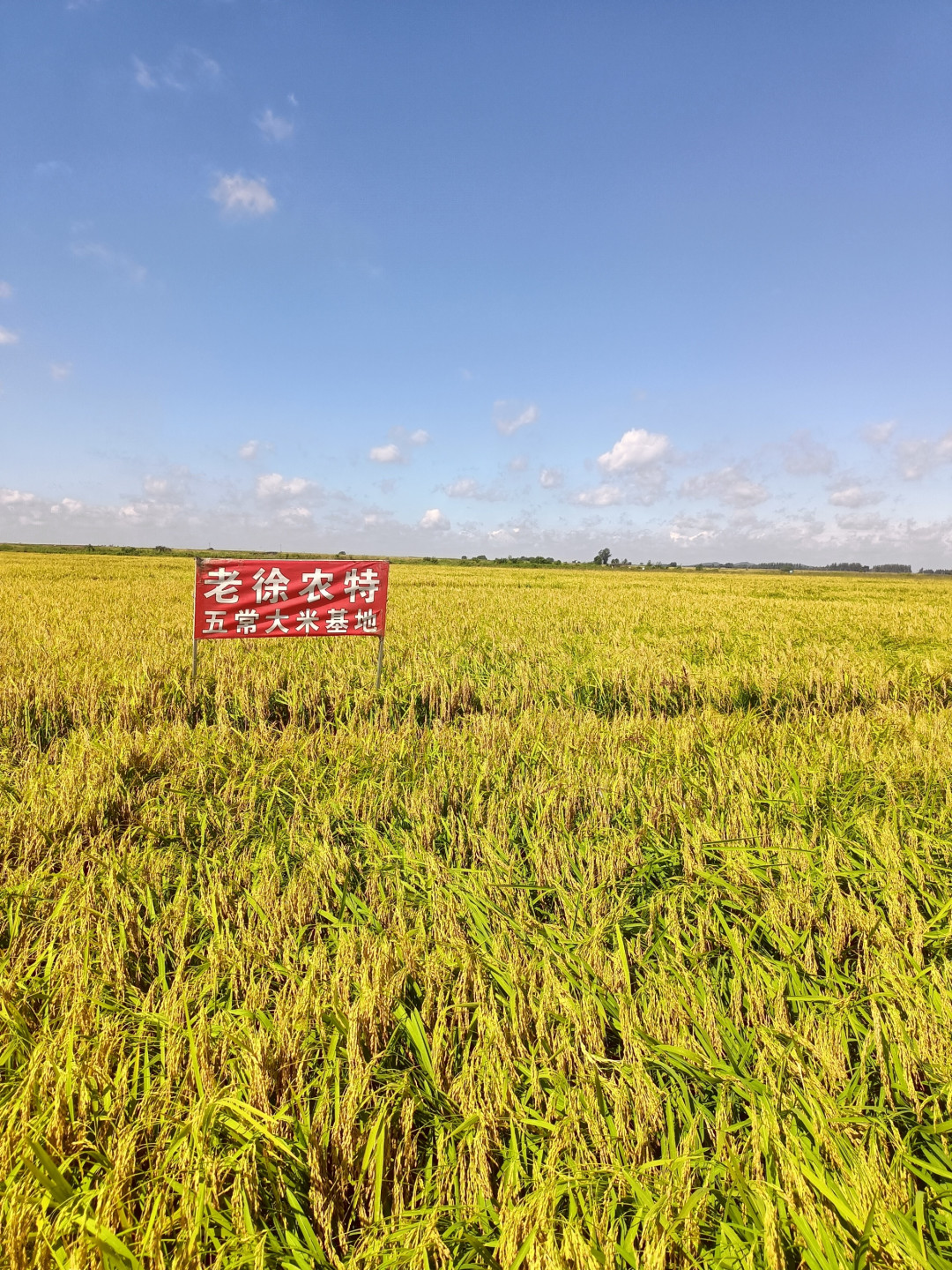 米袋上那三个字,一纸判决赔了1615万:今年买新米,“稻花香”得换个读法