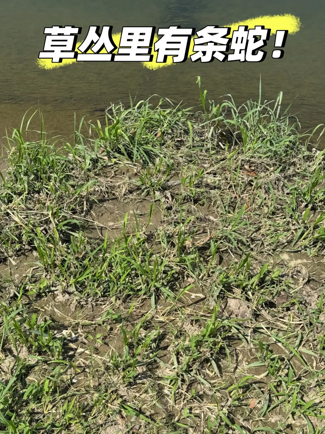 消防实测驱蛇粉“作用不大”，知乎首页却全是品牌排行：翻完九月钓点蛇情实录，夜钓防蛇的钱按绑腿、灯、习惯这个顺序花