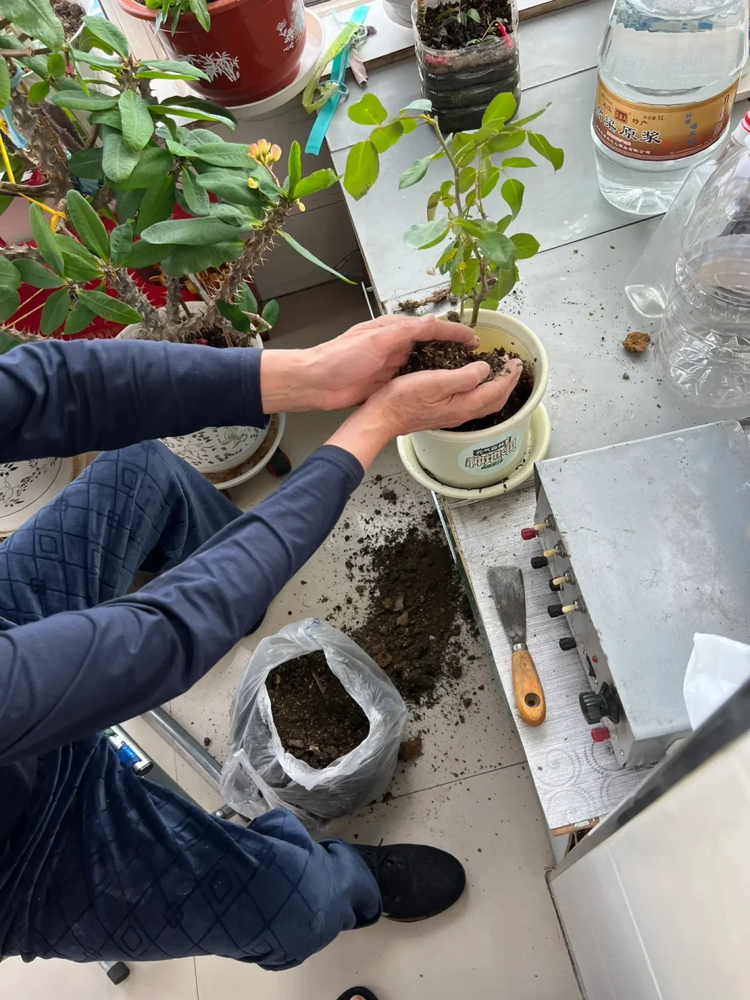 北大仓刷屏的一周里,最高法点名了花卉市场:你花盆里那袋