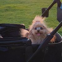 养小型犬需要买宠物推车吗？别急着买，看看这3点再决定