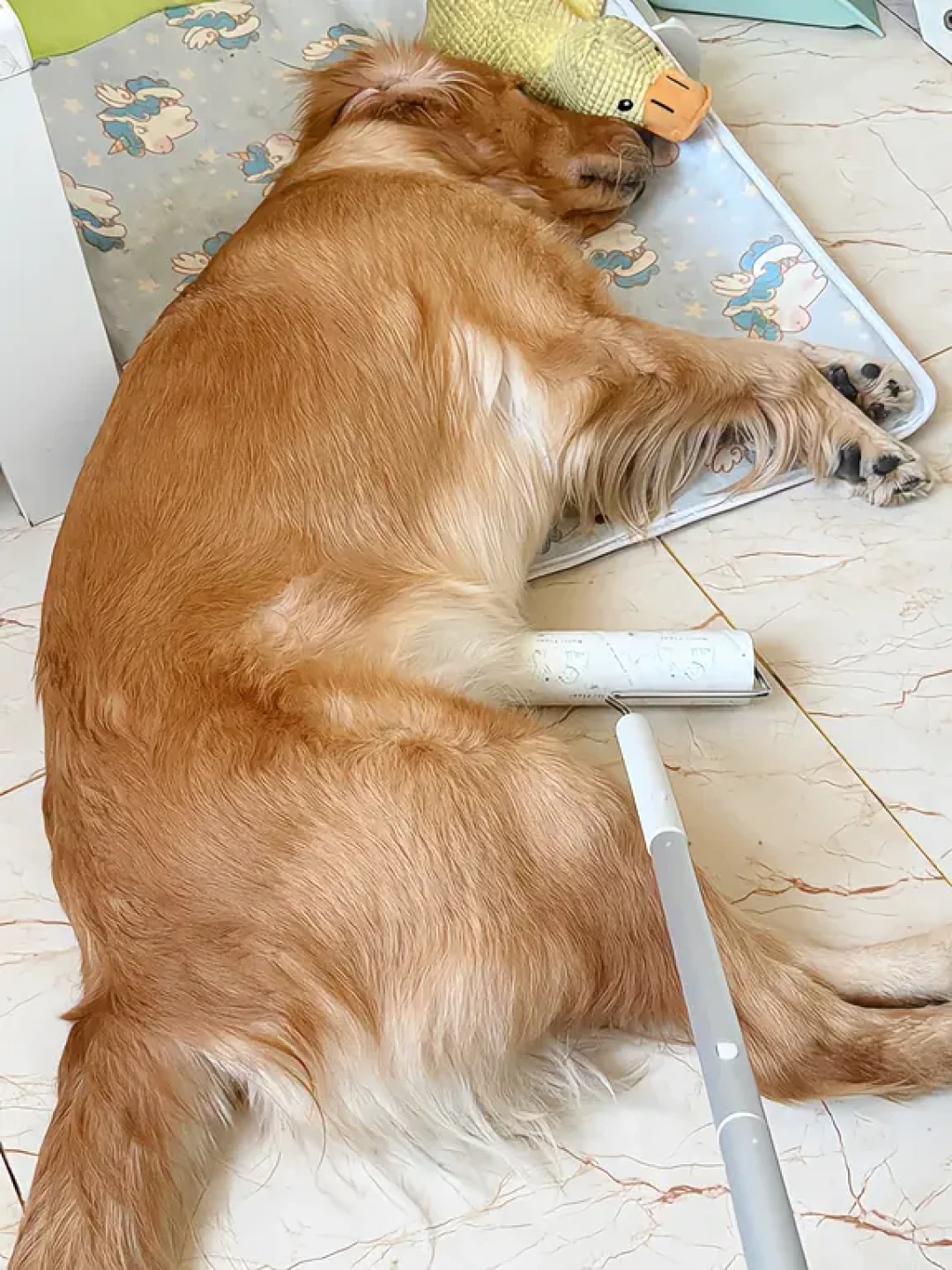 秋天换毛季猫狗毛满屋?别急着囤粘毛纸,更别冲动下单「除毛洗衣机」:先分清「浮毛」和「嵌毛」,再决定梳、刮、粘还是吸