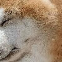 狗狗肥胖怎么办？2026年9月低脂狗粮怎么选？热门品牌测评