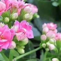 中秋前后长寿花迎来“养根黄金期”，做好3件事，冬春开花不用愁