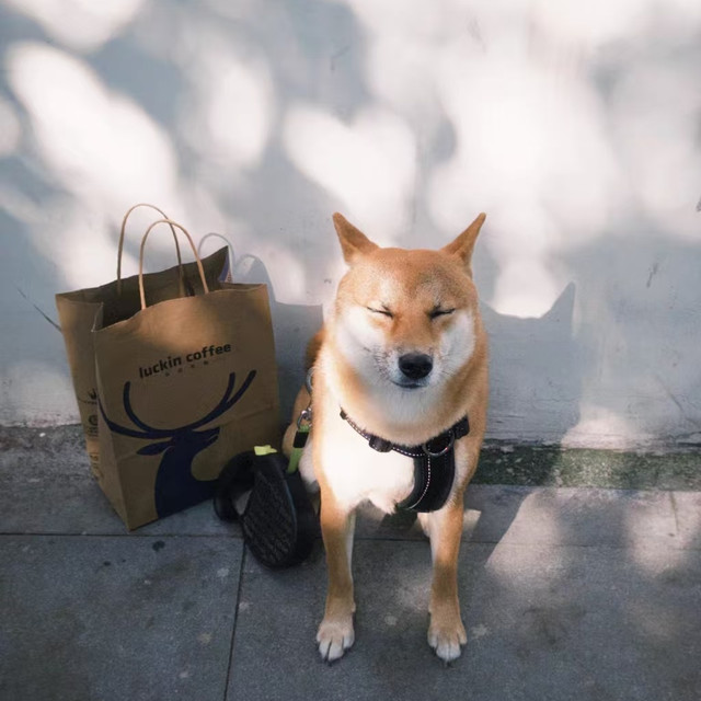 长毛犬本命护毛素✨它欢洗护｜蓬松柔顺不炸毛超省心🐶