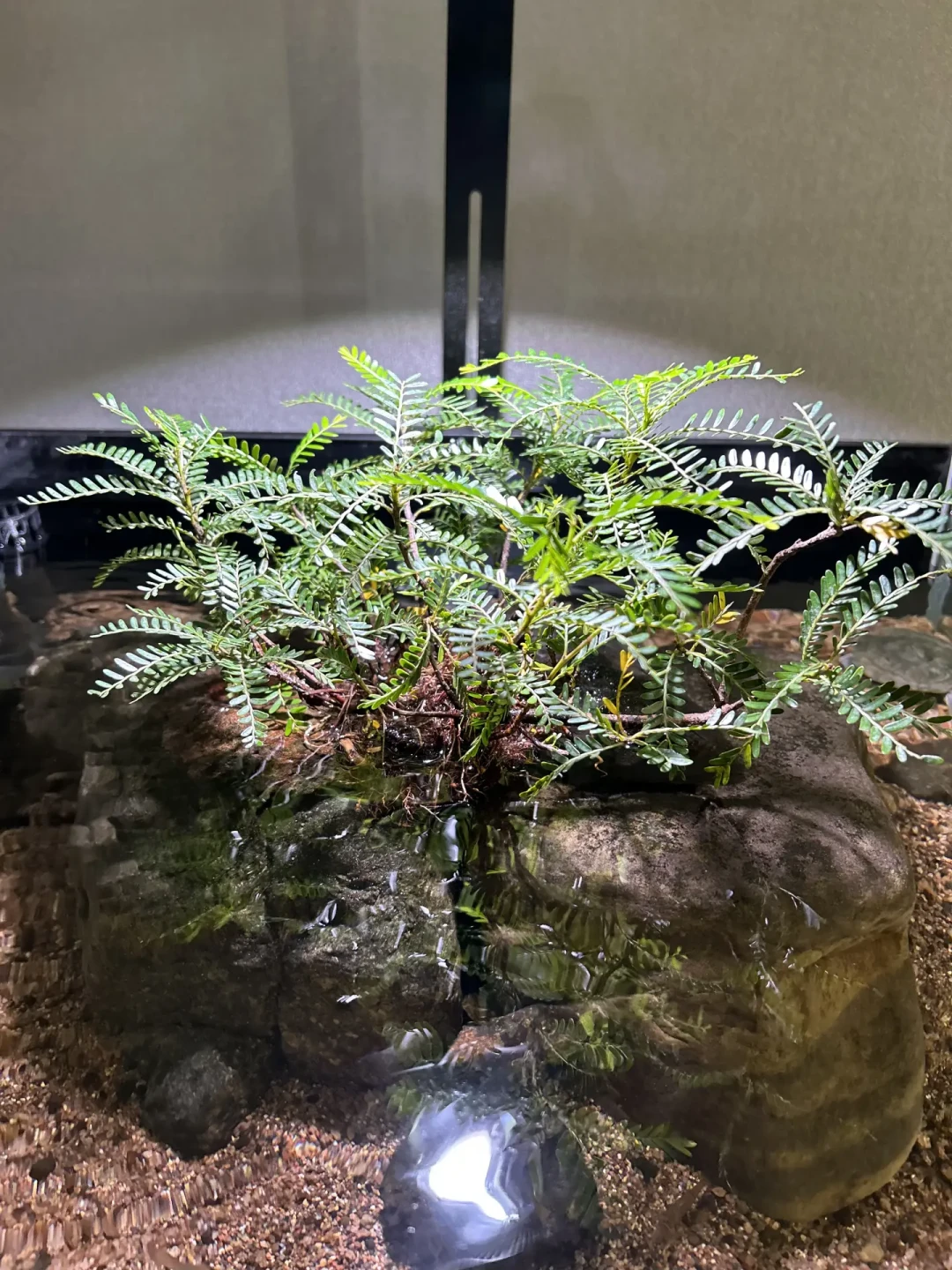 第一批