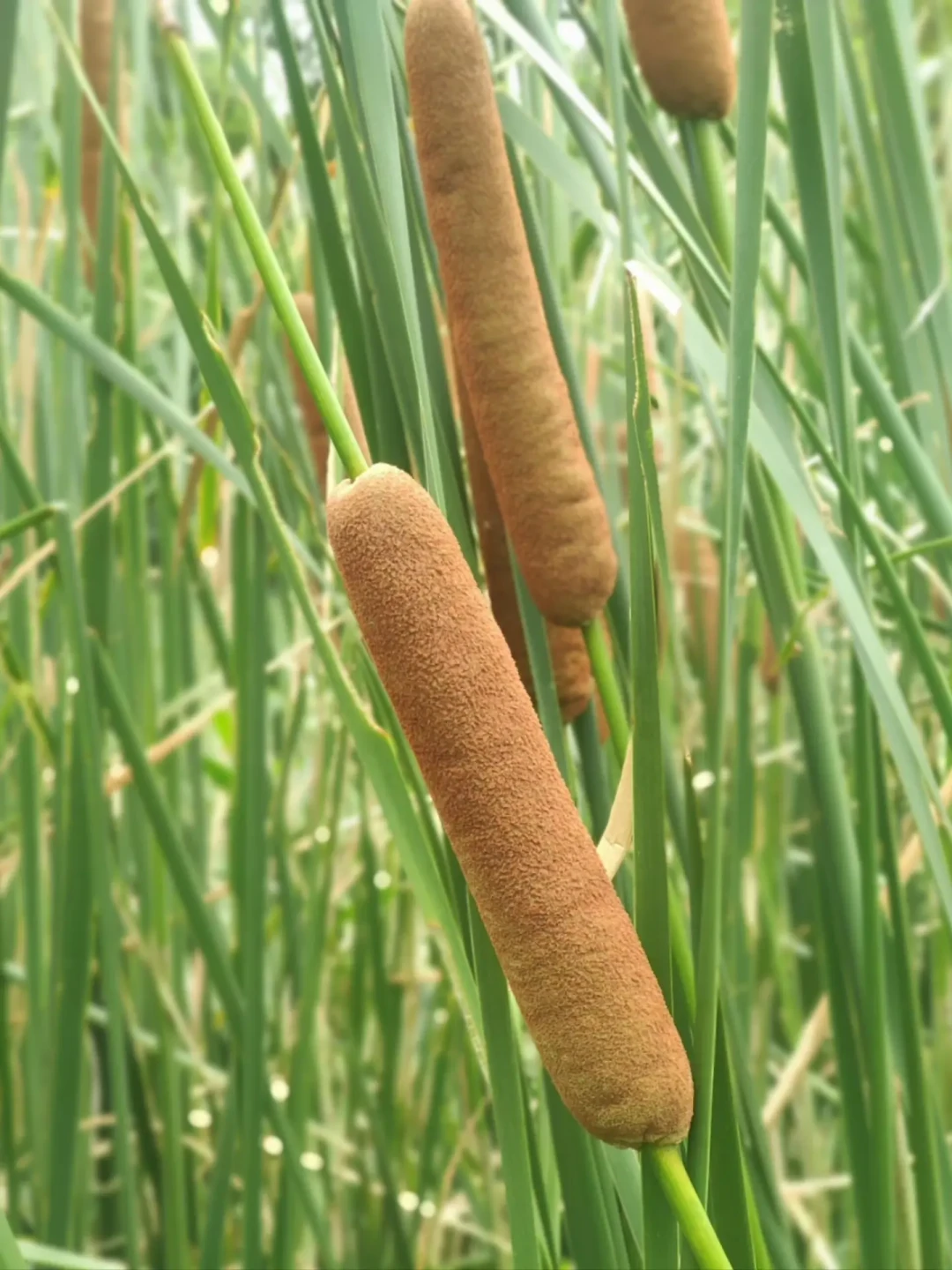 香蒲
