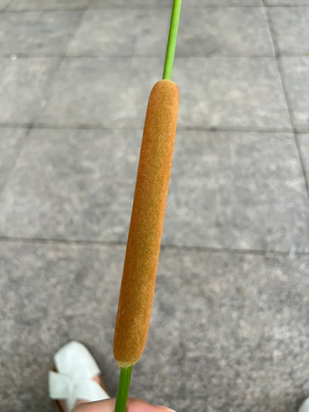 香蒲