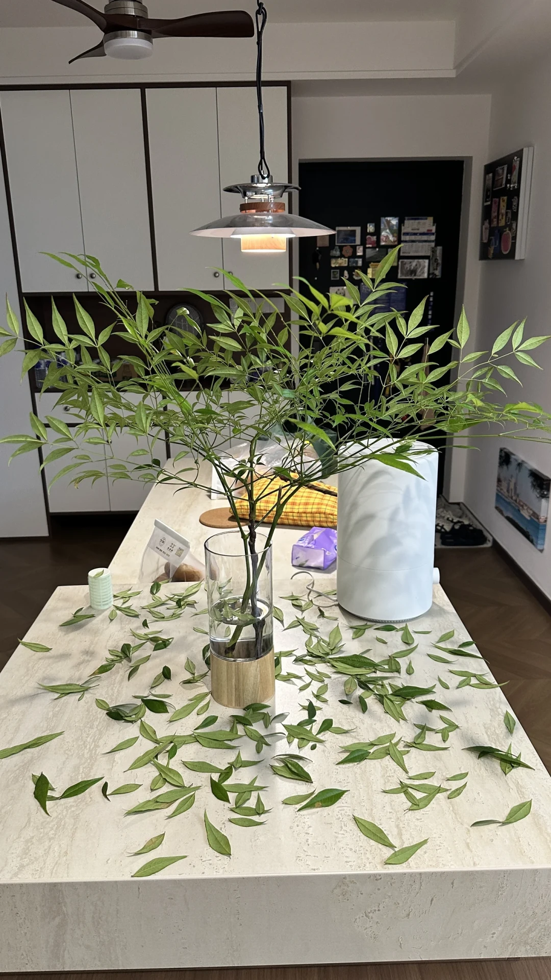 新家的第一棵落地大绿植，是和