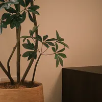 新家的第一棵落地大绿植，是和"爬出4条蛇"帖一起到货的：翻完这两个月的比价帖、光杆合集和检疫通报，我把9月该不该买、去哪买、到手验什么理清了