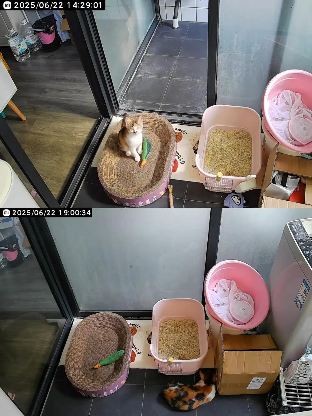 联通新猫喂食器告别