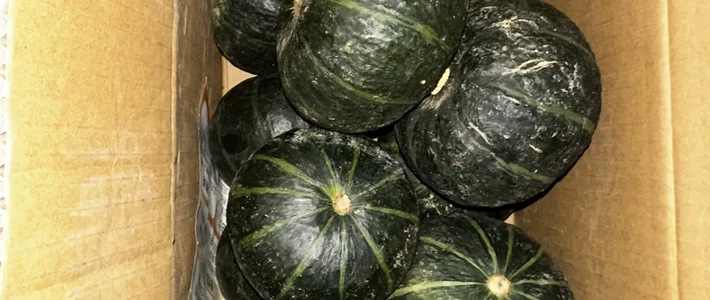 买过三次贝贝南瓜三种口感：3块一个「水得像假货」，9块9的才粉成板栗糕——「水」顶多是交学费，「苦」是毒素信号：吐掉、漱口、整瓜扔；昨天苦丝瓜毒倒七旬夫妇的热搜，这个绿皮小瓜一样适用；买前认准「扁圆带棱、蒂凹、压手」，买回先放阴凉处糖化十天再蒸