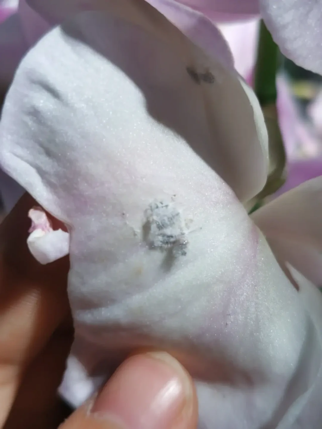 喷酒精、泡呋虫胺还是高锰酸钾？蚧壳虫的