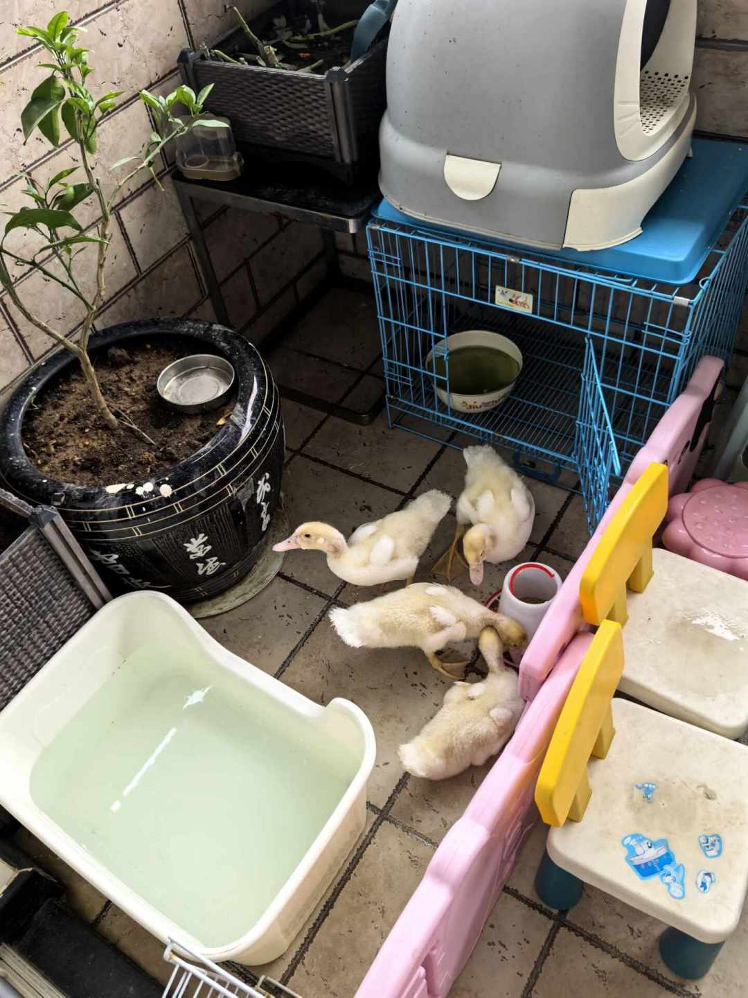 被柯尔鸭的清晨五点半叫醒之后,楼房鸭主才刚开始补这三门课