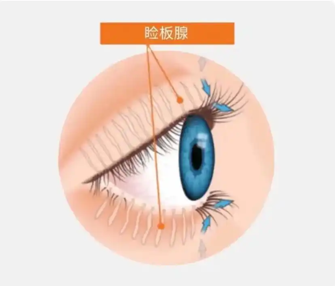 入秋后