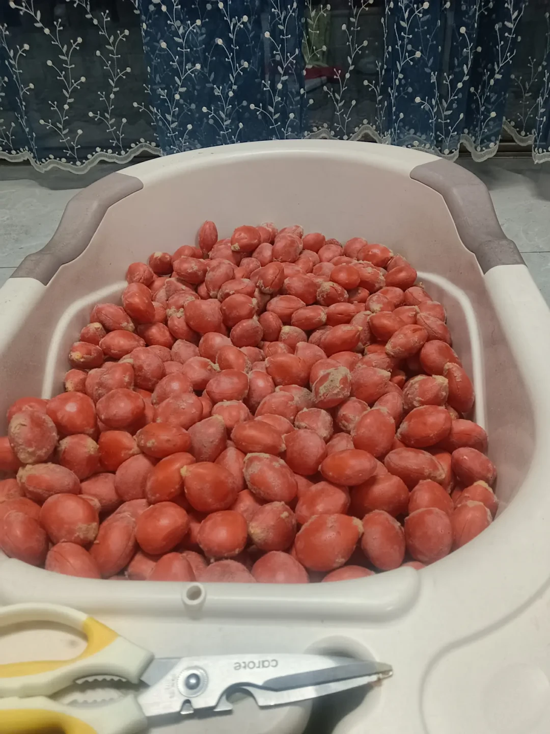 绿化带苏铁“凤凰蛋”开始转橙：一边是45.6万播放的摇铃热帖，一边是两起煲汤中毒——捡第一颗之前，先分清三张脸、算清三本账、记住两条红线