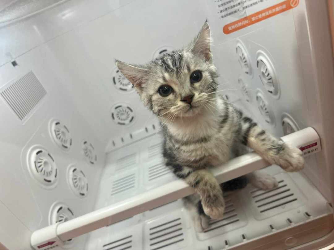 9块9自助洗狗、店里一次85:翻完4平台60多条自助洗宠帖,