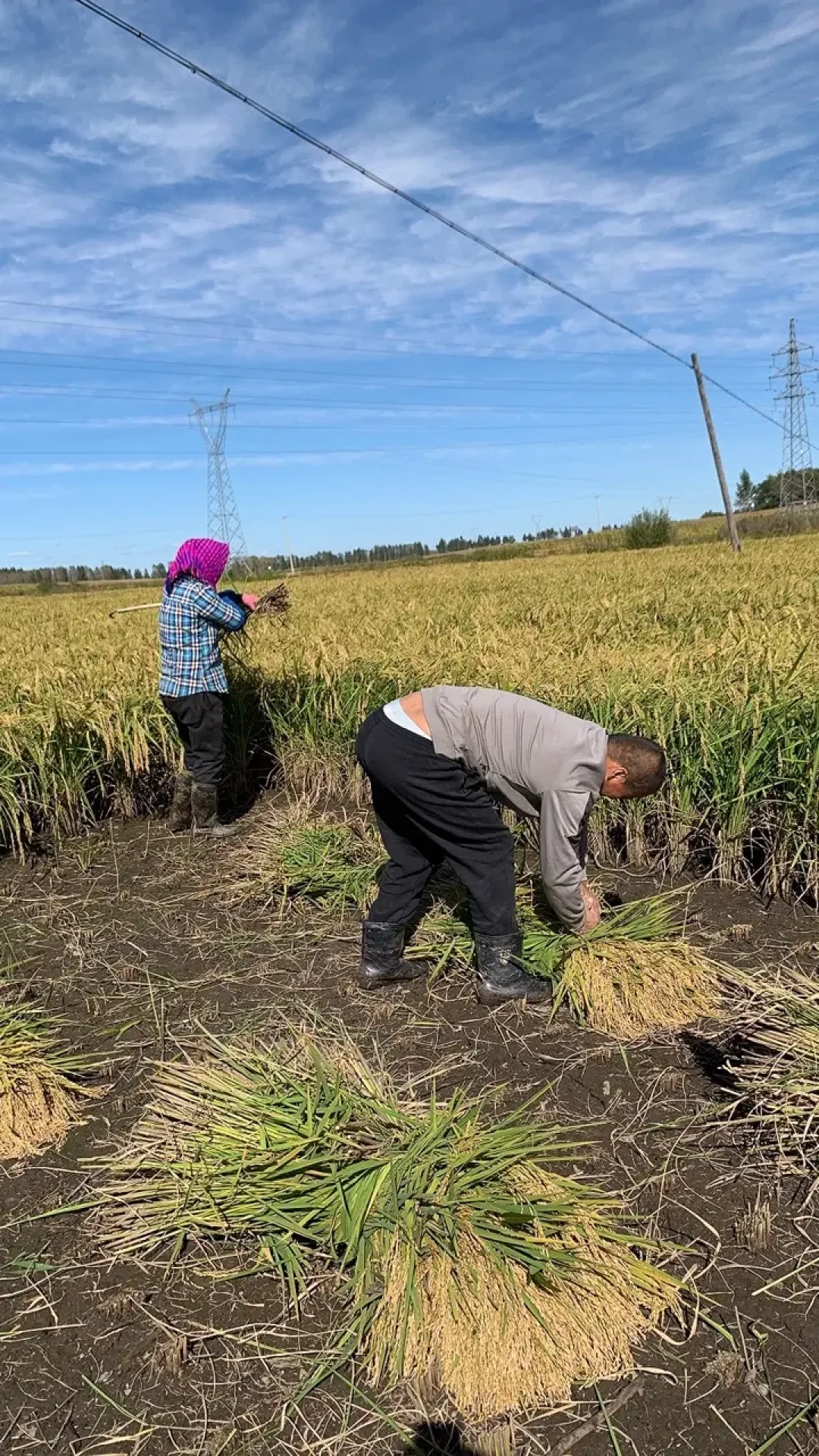 北大仓的头茬新米下锅前，网上七种加水说法先打起来了：我把水源、水分和锅的模式一起对了一遍账