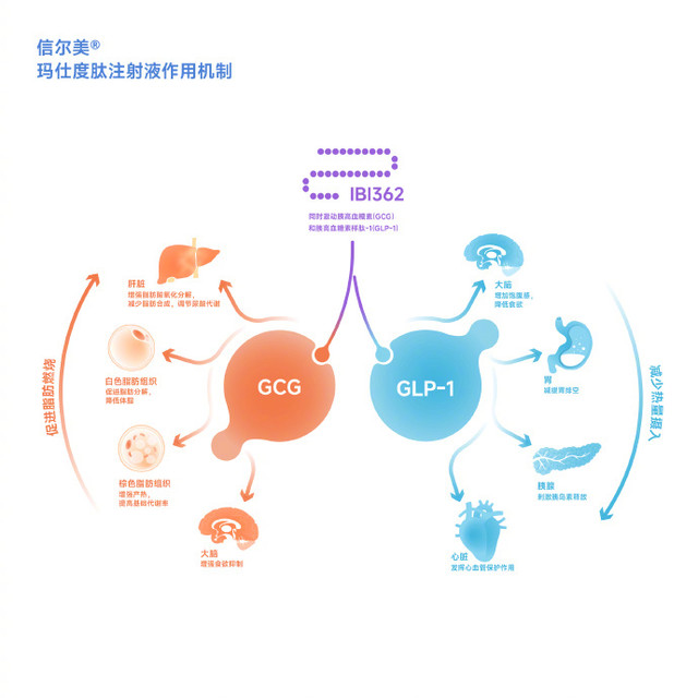 信尔美的21%是"爬完坡"的数字：打了两周一斤没掉的人，先把这本账算清楚