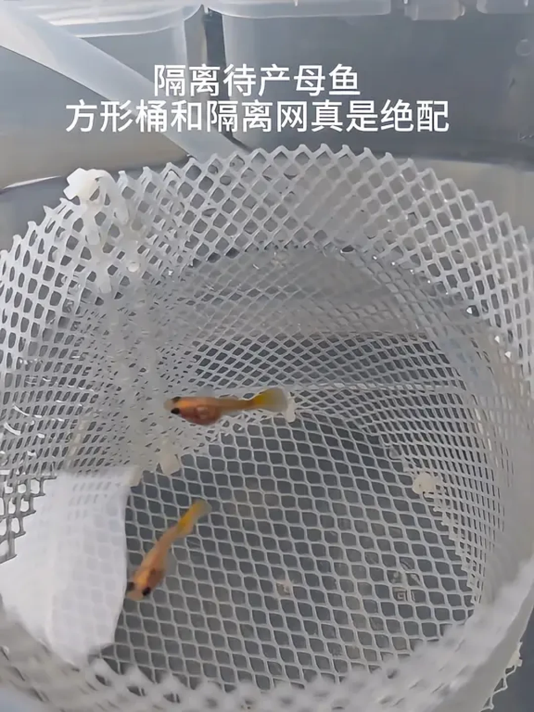 孔雀鱼进入一年里最能生的季节：翻完1.1万多条