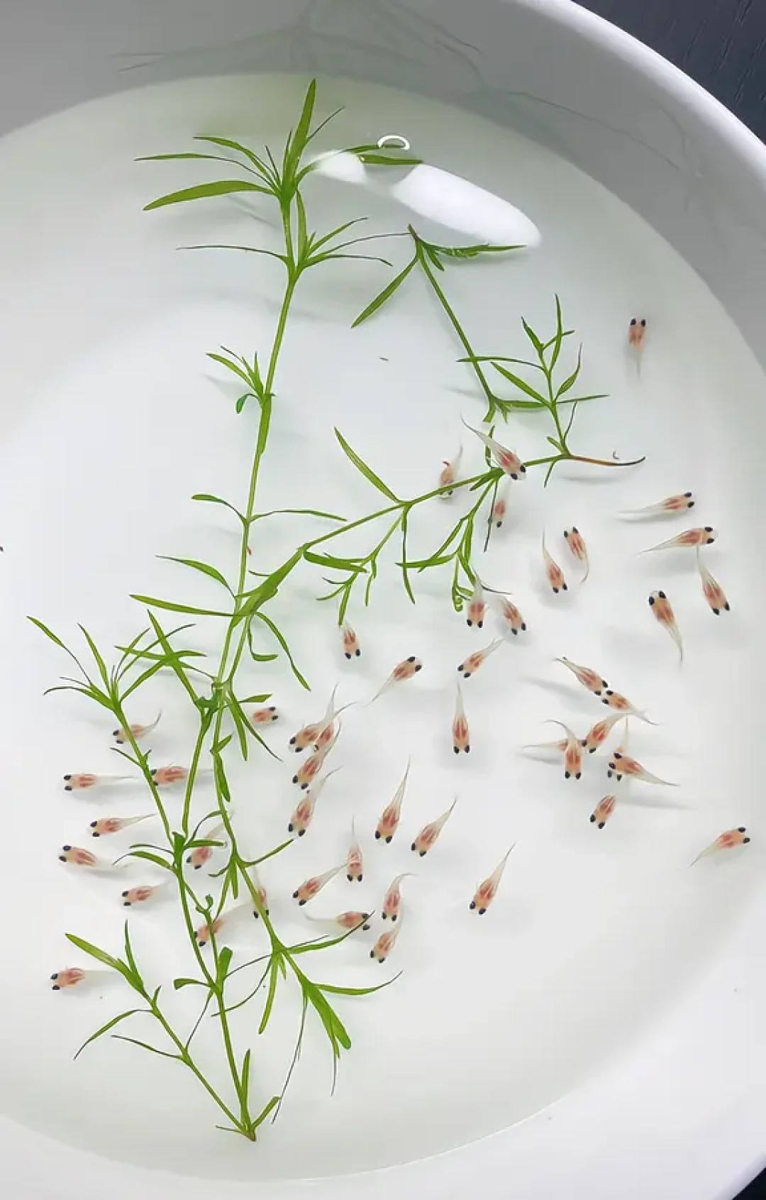 孔雀鱼进入一年里最能生的季节：翻完1.1万多条