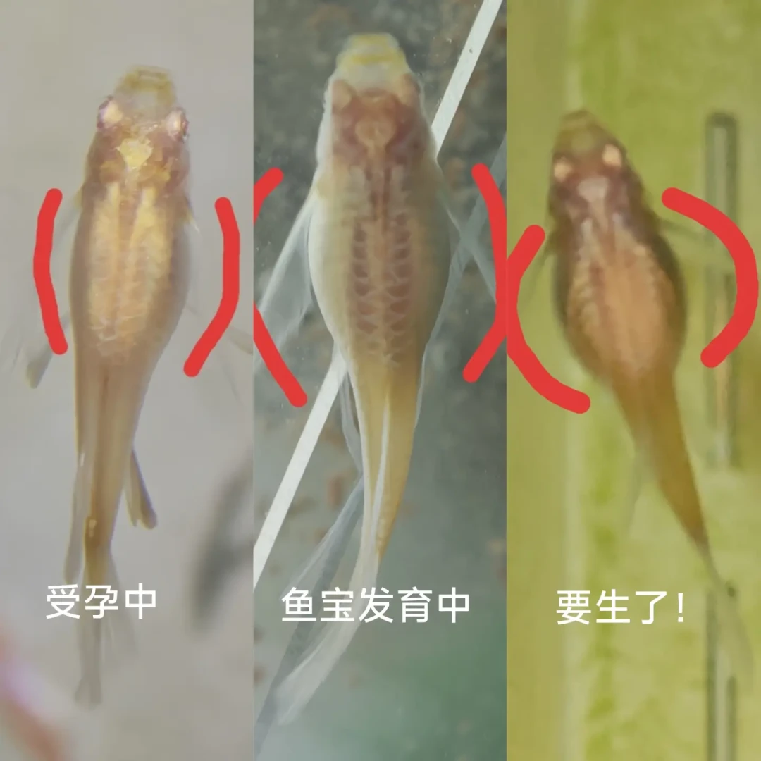 孔雀鱼进入一年里最能生的季节：翻完1.1万多条