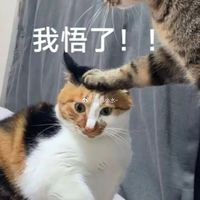 秋天的第一锅糖炒栗子已经炒响,但我劝你先别急着吃:锅里的糖只甜壳,栗仁的真甜要等半个月,也能自己捂出来