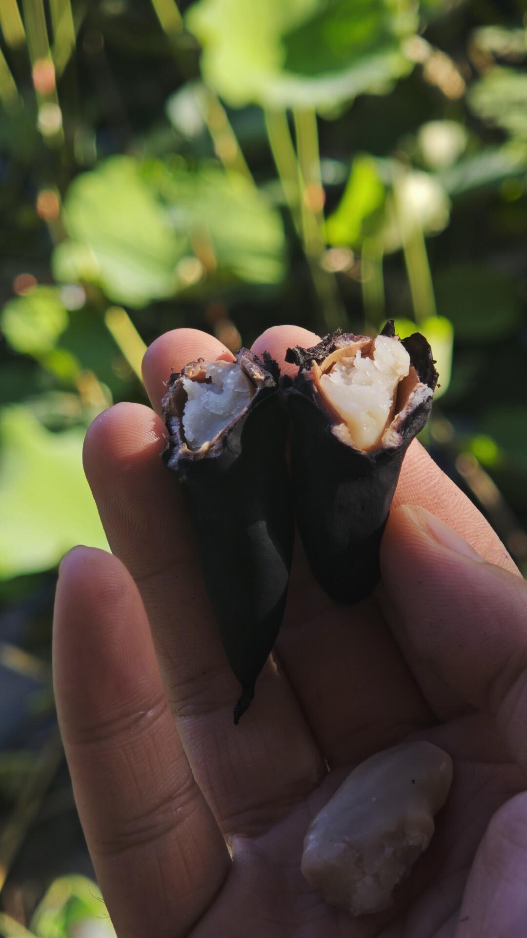 水煮菱角翻车帖被697条评论诊断:菱角其实是两样东西,中秋前先把