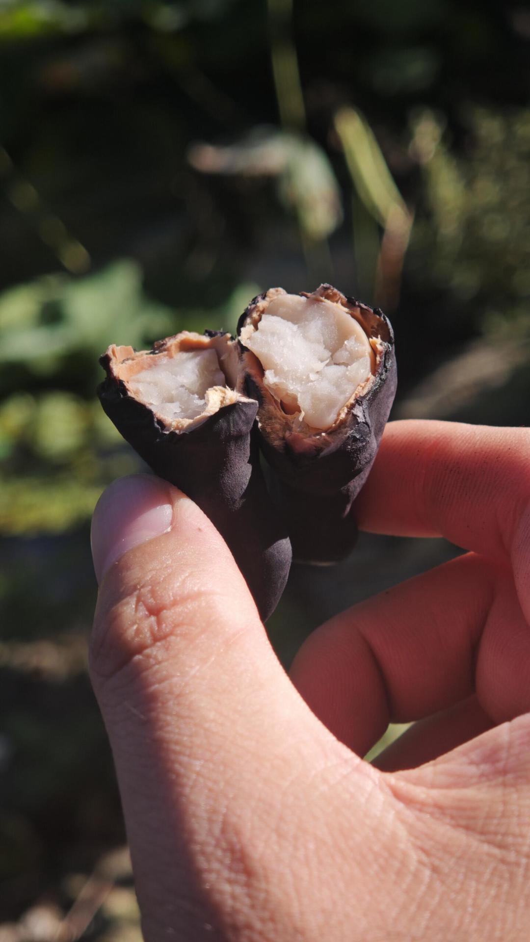 水煮菱角翻车帖被697条评论诊断:菱角其实是两样东西,中秋前先把