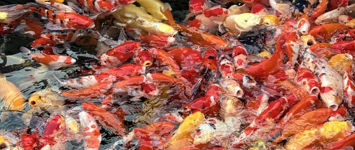 给