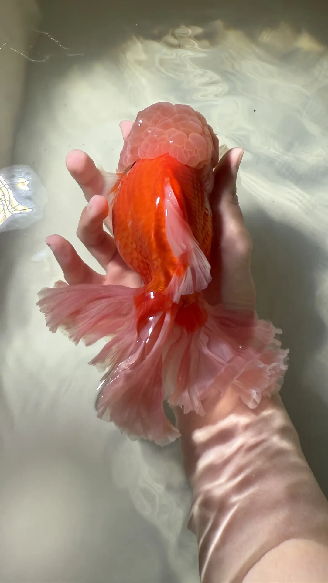 给
