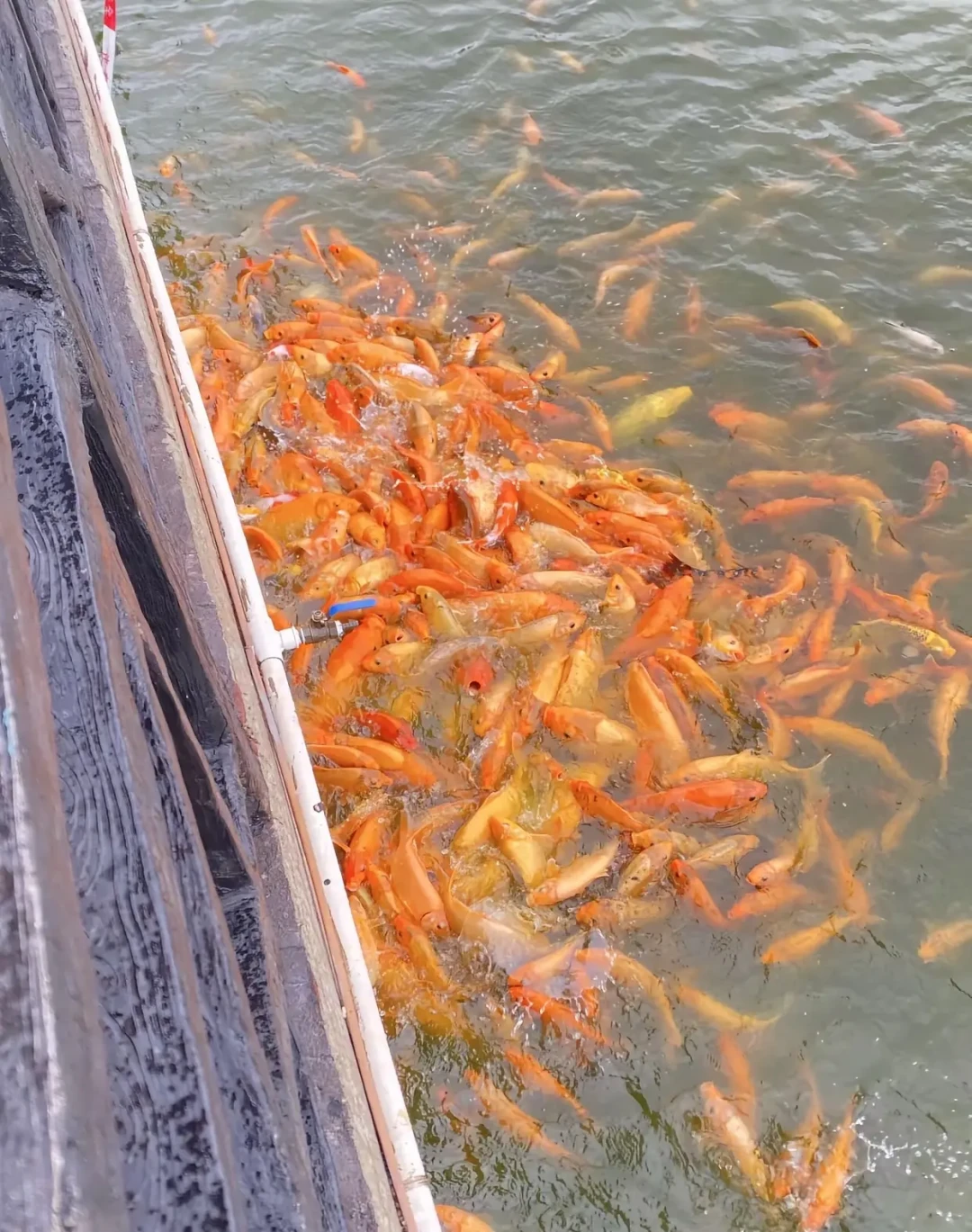 给