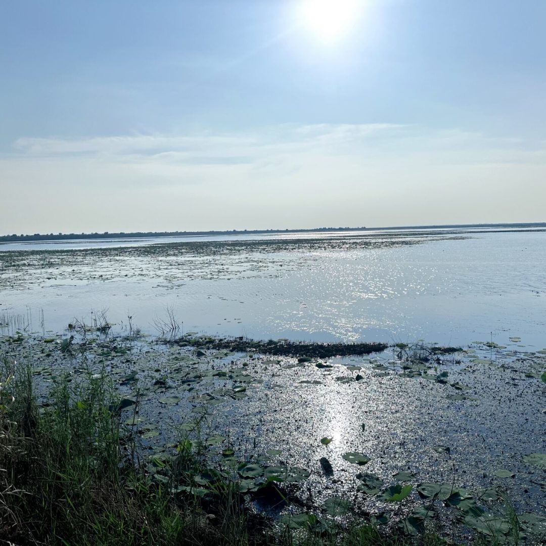 草是真的，水是野的：今年鄱阳湖枯水迟到了38天，刚露头又被台风