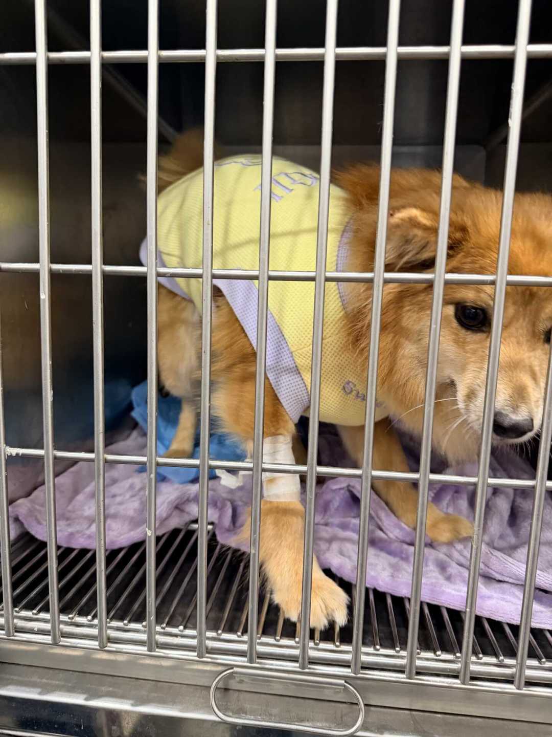 大狗口臭不是刷牙的事:拆完全网晒出的洗牙账,520到4000的差价里,真正贵的是“还能麻醉”那几年