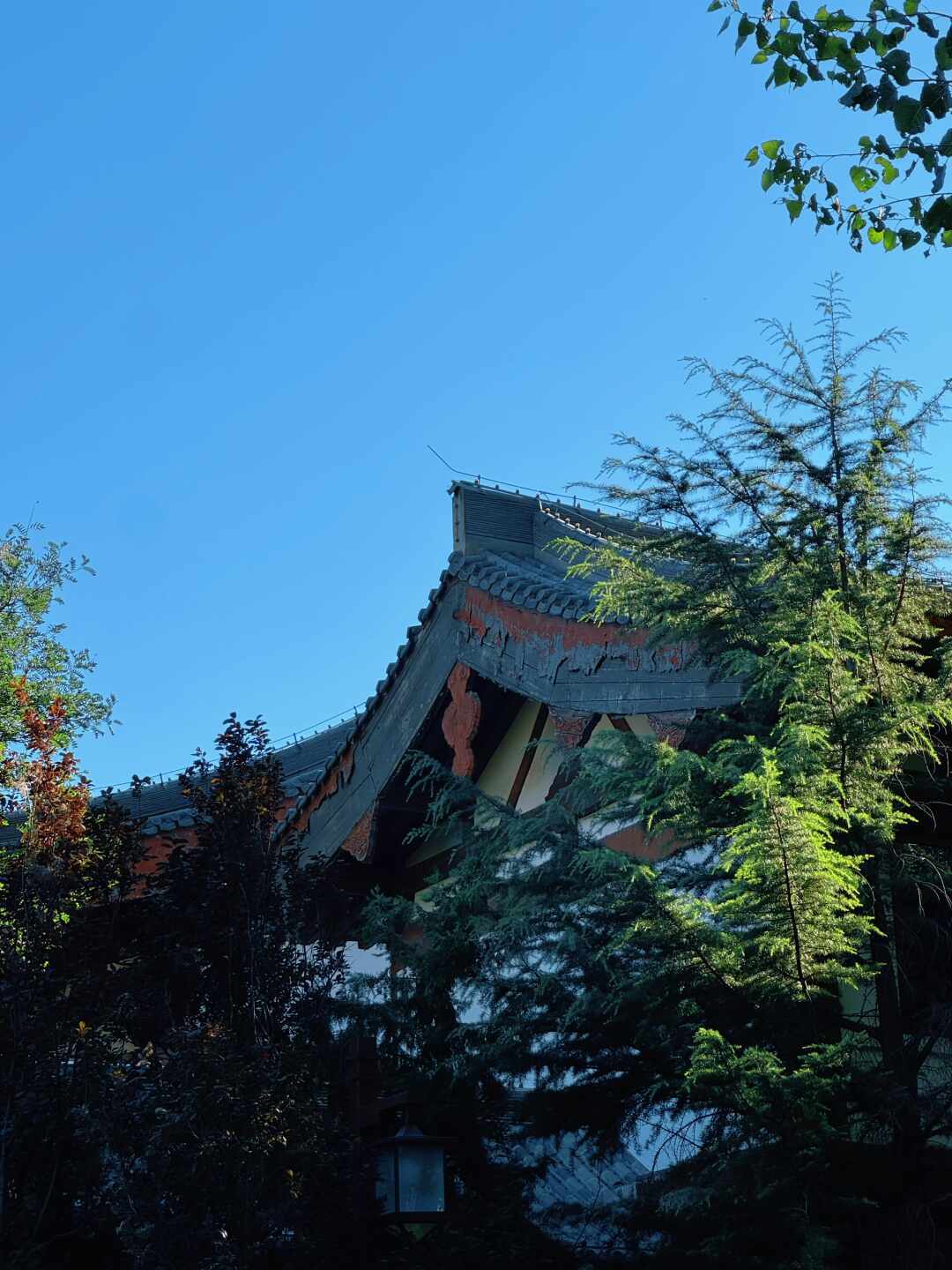 永福寺的慈杯找不到了,白马寺的“慈杯”不止一家:去寺庙喝咖啡前,先分清四种身份