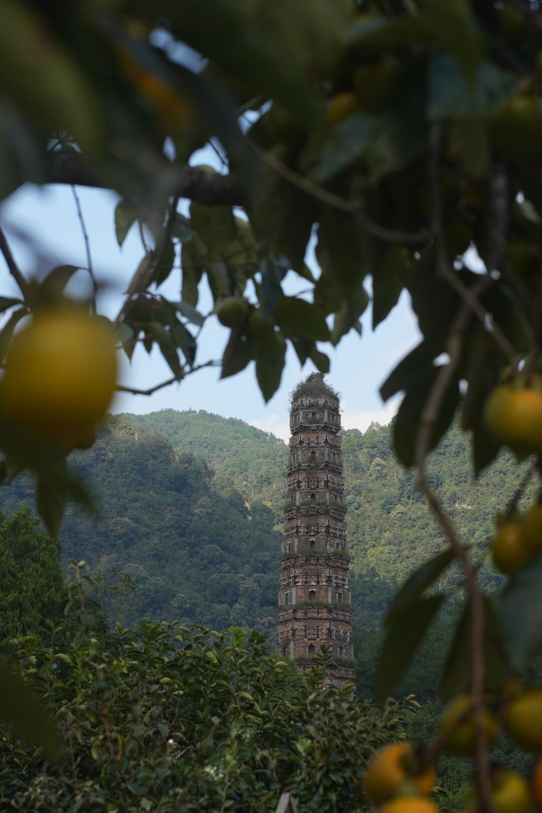 永福寺的慈杯找不到了,白马寺的“慈杯”不止一家:去寺庙喝咖啡前,先分清四种身份