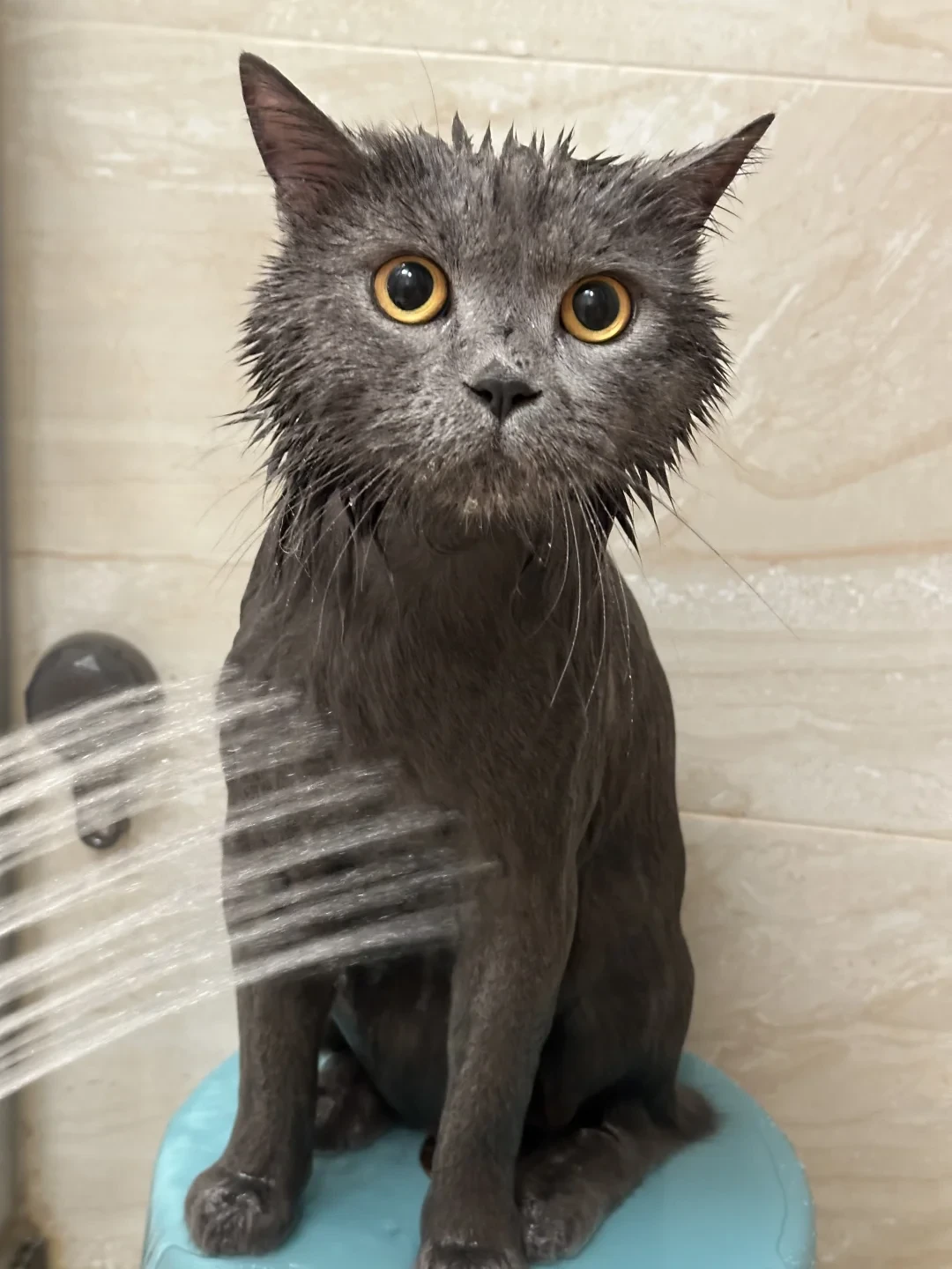 「蓝猫油腻」吵出247张猫片：我把全网49到528的洗澡报价拼完，这笔加收费才是洗猫最深的坑