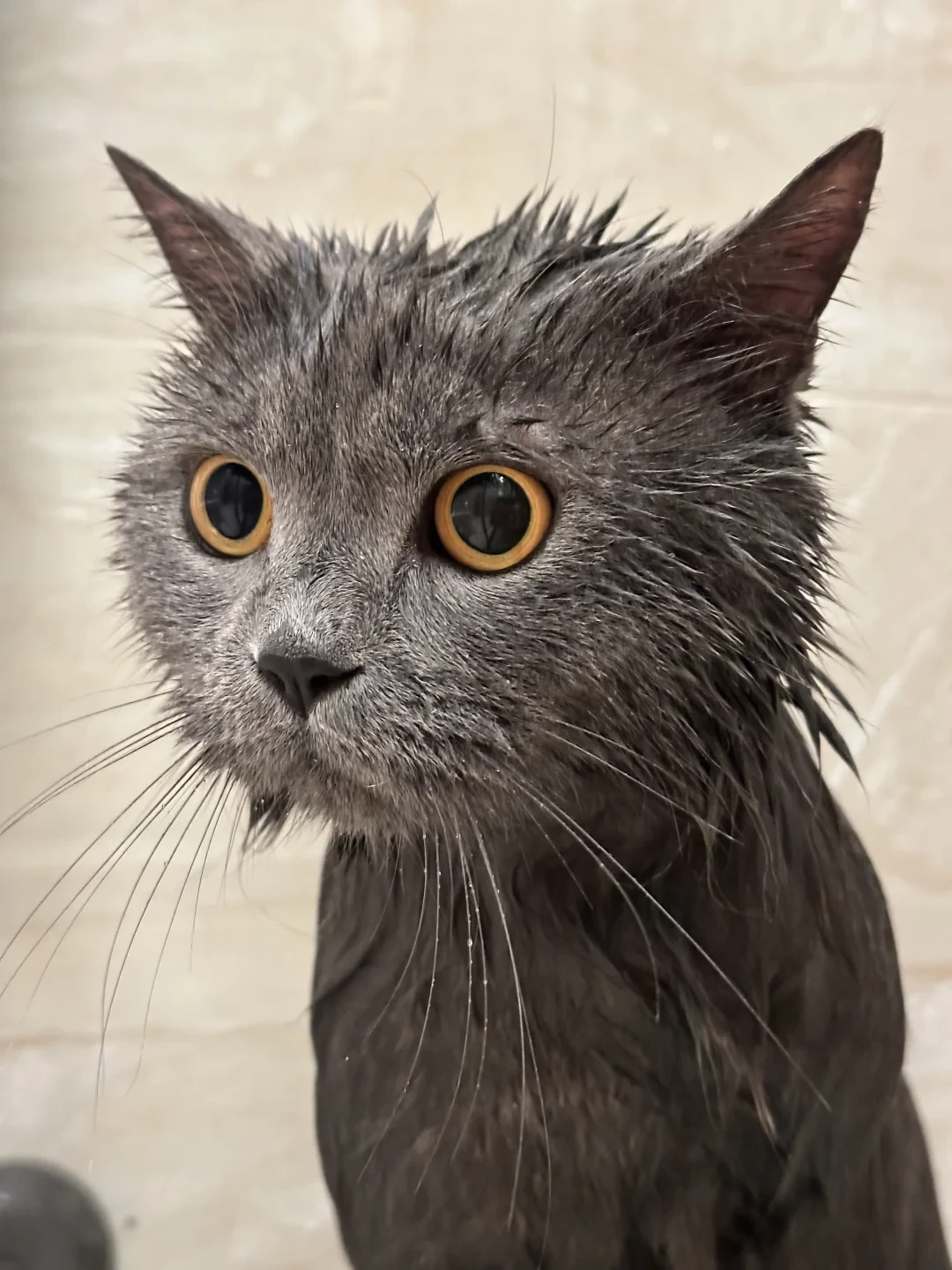「蓝猫油腻」吵出247张猫片：我把全网49到528的洗澡报价拼完，这笔加收费才是洗猫最深的坑