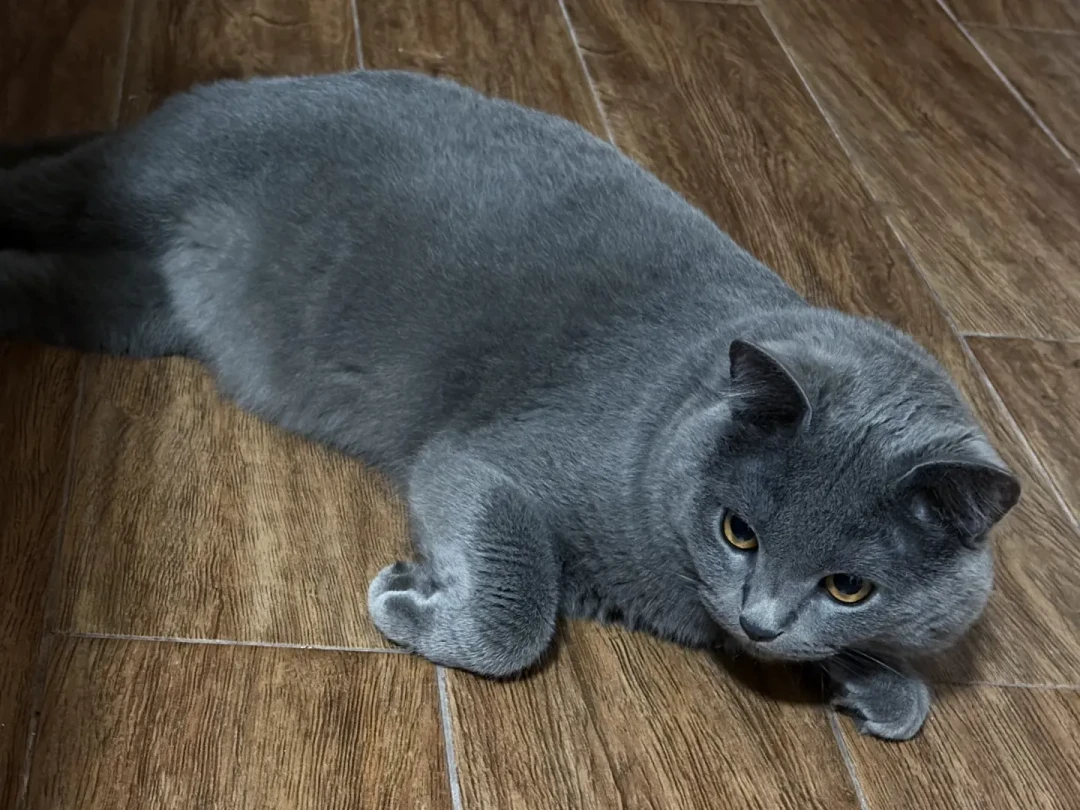 「蓝猫油腻」吵出247张猫片：我把全网49到528的洗澡报价拼完，这笔加收费才是洗猫最深的坑