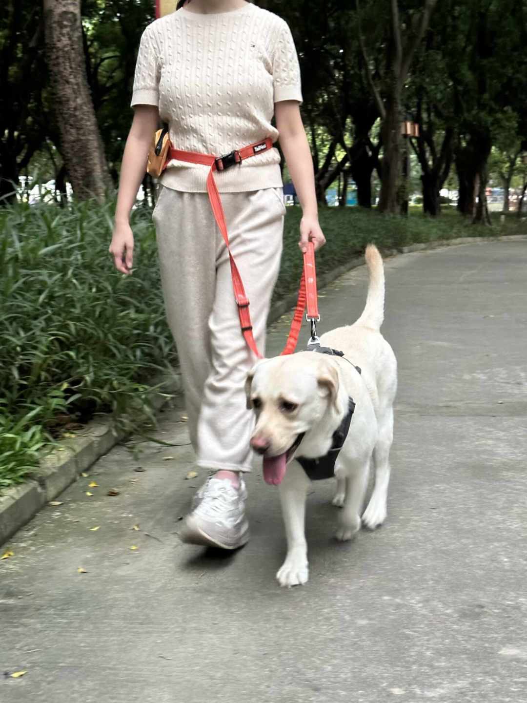狂犬病死亡反弹到233人:室内猫到底打不打这一针,该把账算清了