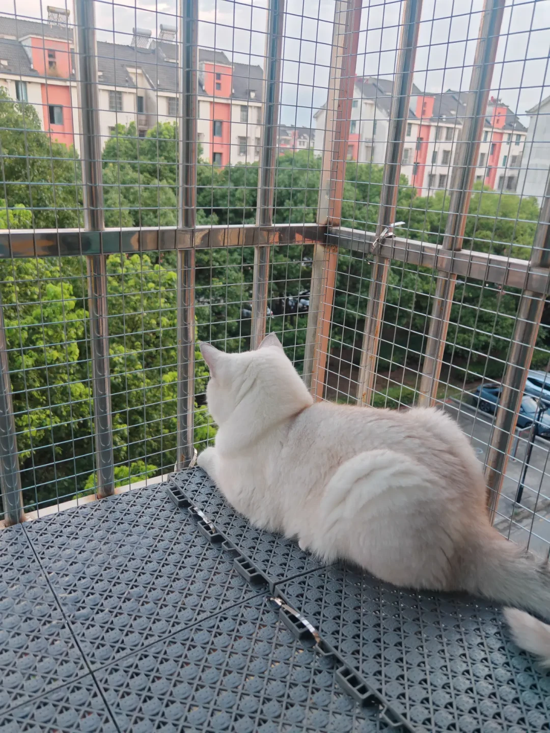 狂犬病死亡反弹到233人:室内猫到底打不打这一针,该把账算清了