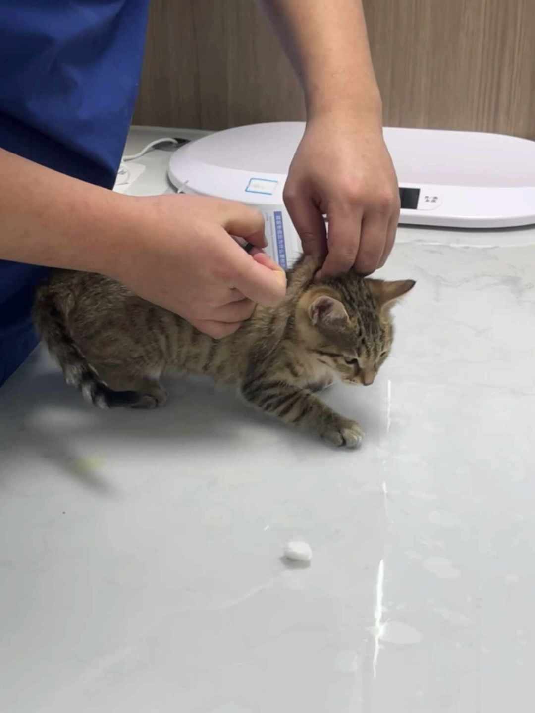 狂犬病死亡反弹到233人:室内猫到底打不打这一针,该把账算清了