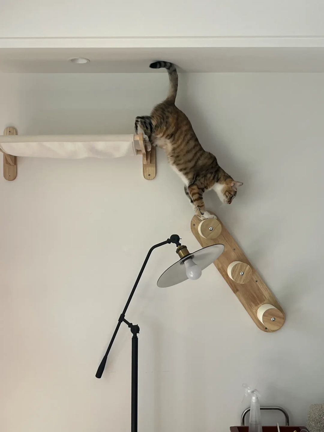 贴墙绕路、不敢如厕：多猫家庭最容易看走眼的，不是打架，是霸凌