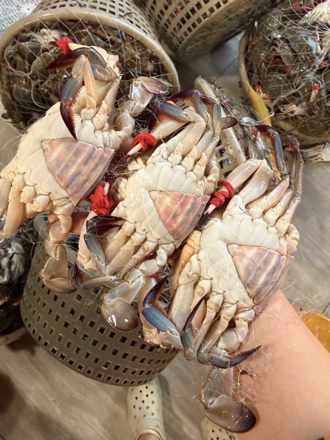 东北开海蟹账本:虾爬子从60一斤跌到20多,但十一买到的35元飞蟹,可能是南方来的货车货