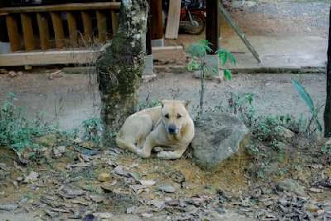 招新季我翻完十几所高校猫协的账本和招新帖:能活过第2年的,都有3条
