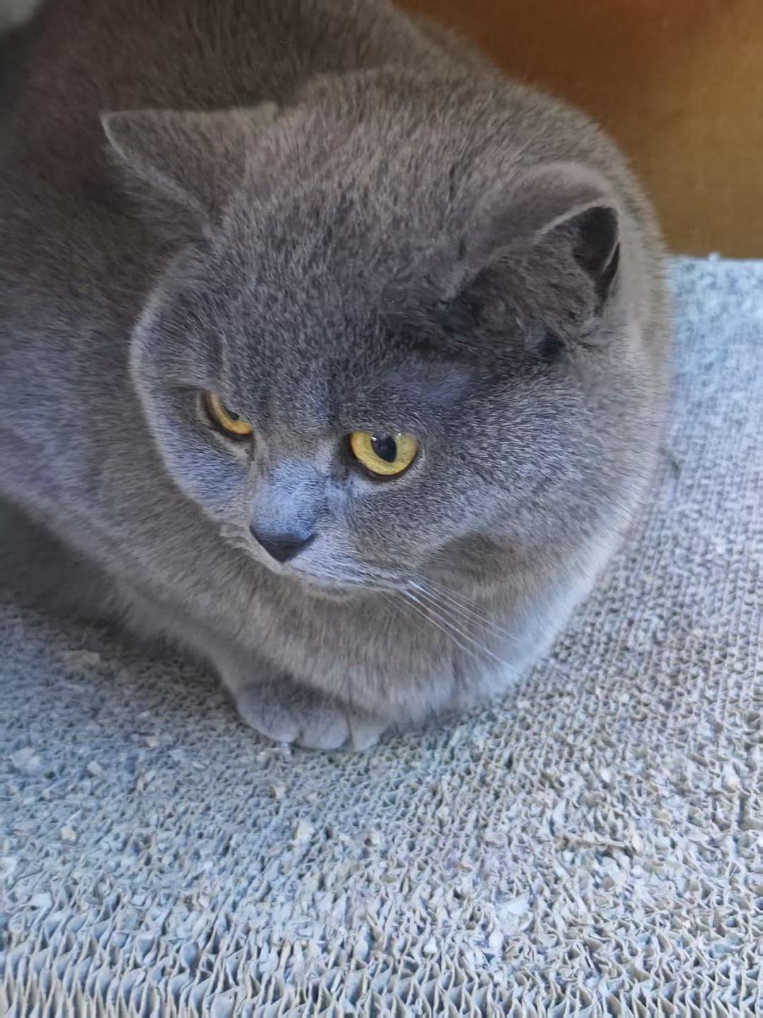 招新季我翻完十几所高校猫协的账本和招新帖:能活过第2年的,都有3条